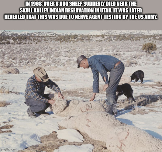 skull valley incident - In 1968, Over 6,000 Sheep Suddenly Died Near The Skull Valley Indian Reservation In Utah. It Was Later Revealed That This Was Due To Nerve Agent Testing By The Us Army imgflip.com