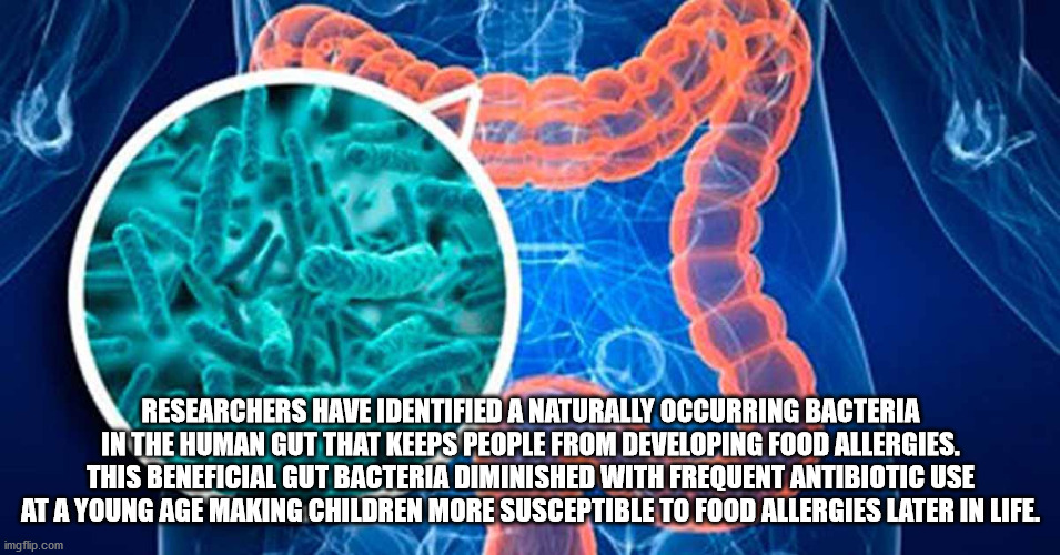 Researchers Have Identified A Naturally Occurring Bacteria In The Human Gut That Keeps People From Developing Food Allergies. This Beneficial Gut Bacteria Diminished With Frequent Antibiotic Use At A Young Age Making Children More Susceptible To Food…