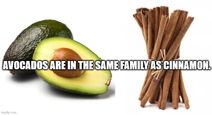 cinnamon sticks png - Avocados Are In The Same Family As Cinnamon. imgflip.com