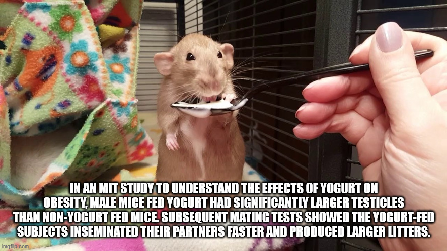 rat - In An Mit Study To Understand The Effects Of Yogurt On Obesity, Male Mice Fed Yogurt Had Significantly Larger Testicles Than NonYogurt Fed Mice. Subsequent Mating Tests Showed The YogurtFed Subjects Inseminated Their Partners Faster And Produced Lar