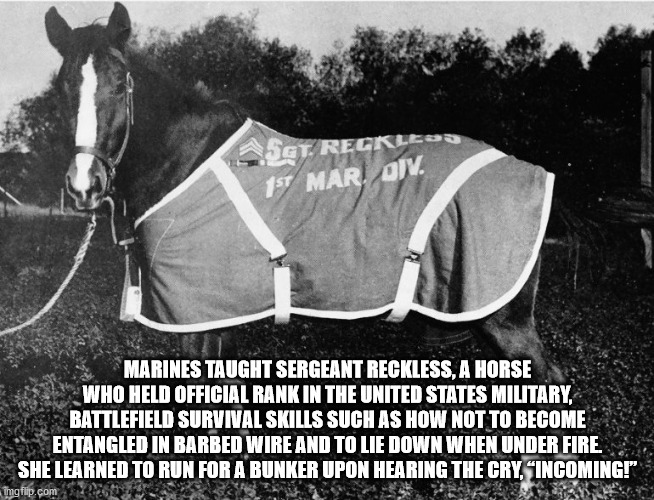 Sergeant Reckless - Sct. Reckleno 1ST Mar, Omv. Marines Taught Sergeant Reckless, A Horse Who Held Official Rank In The United States Military, Battlefield Survival Skills Such As How Not To Become Entangled In Barbed Wire And To Lie Down When Under Fire 