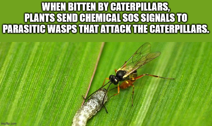 kony meme - When Bitten By Caterpillars, Plants Send Chemical Sos Signals To Parasitic Wasps That Attack The Caterpillars. imgflip.com