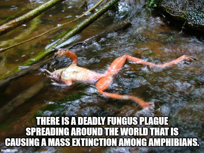 flesh eating fungus - There Is A Deadly Fungus Plague Spreading Around The World That Is Causing A Mass Extinction Among Amphibians. imgflip.com