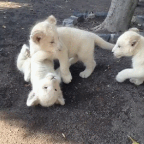 white lion cubs gif