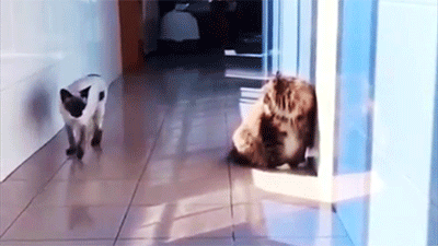 sneaky cat gif