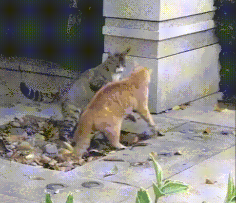 cat fighting gifs
