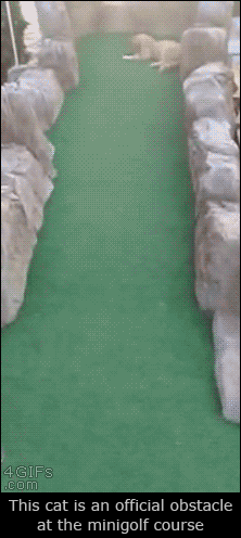 golf cat gif - 4 Gifs .com This cat is an official obstacle at the minigolf course