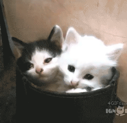 good morning gif of cat - 4 GIFs.co Ign