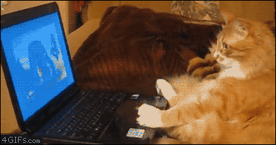 cat laptop gif - 4GIFs.com