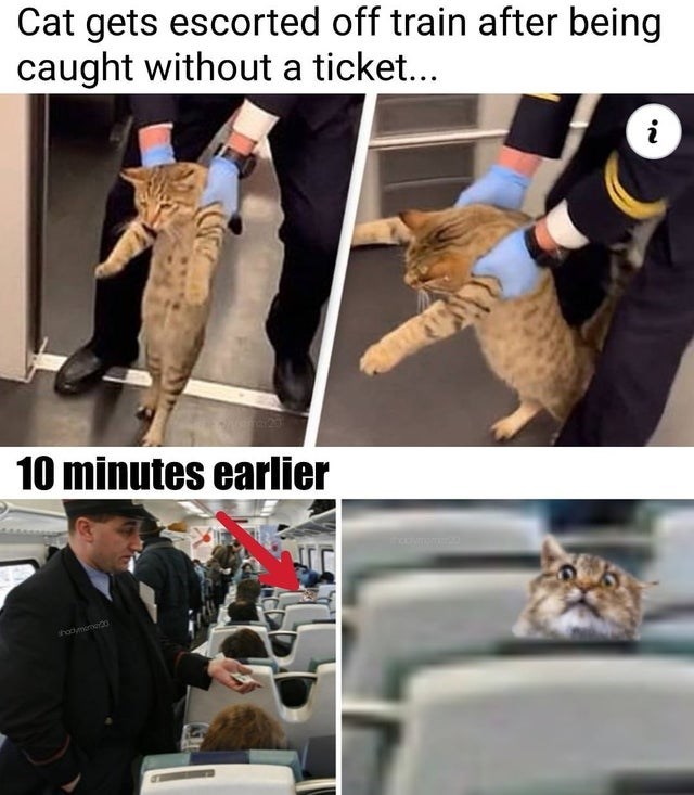 Train - Cat gets escorted off train after being caught without a ticket... i 10 minutes earlier