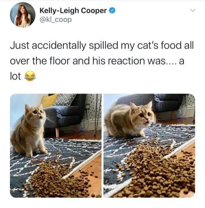 Cat - KellyLeigh Cooper Just accidentally spilled my cat's food all over the floor and his reaction was.... a lot