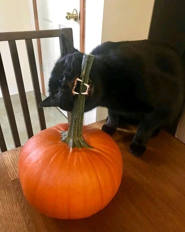 pumpkin cat