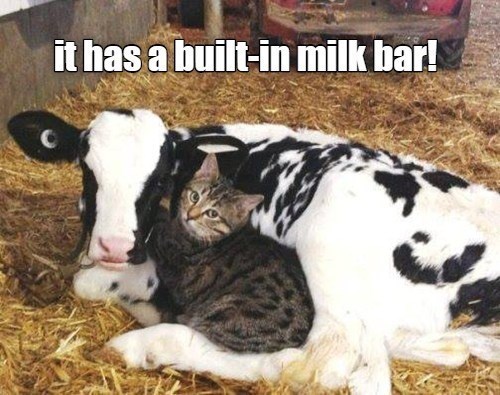 baby cow and cat - it has a builtin milk bar!