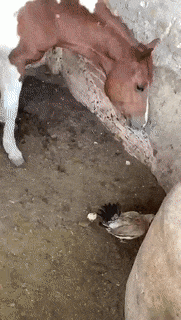 horse eating chicken gif
