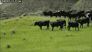 running cattle gif - Senorgif.Com
