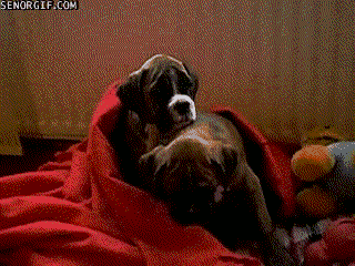 puppies blankets gif - Senorgif.Com