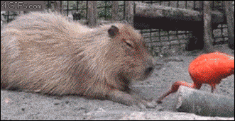 funny capybara gif - 4 GIFs.com