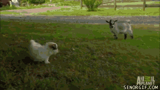 little goat gif - Ansil Hplanet Senorgif.Com