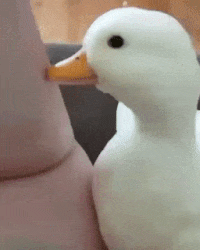 happy duck gif