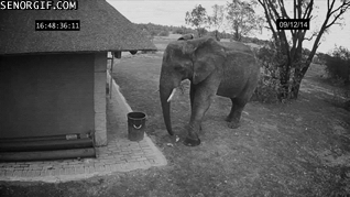 elephant picking up trash gif - Senorgif.Com 091214