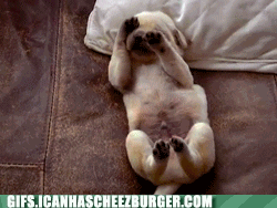 puppy dream gif - Gifs.Icanhascheezburger.Com