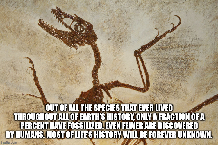 Out Of All The Species That Ever Lived Throughout All Of Earth'S History, Only A Fraction Of A Percent Have Fossilized. Even Fewer Are Discovered By Humans. Most Of Life'S History Will Be Forever Unknown. imgflip.com