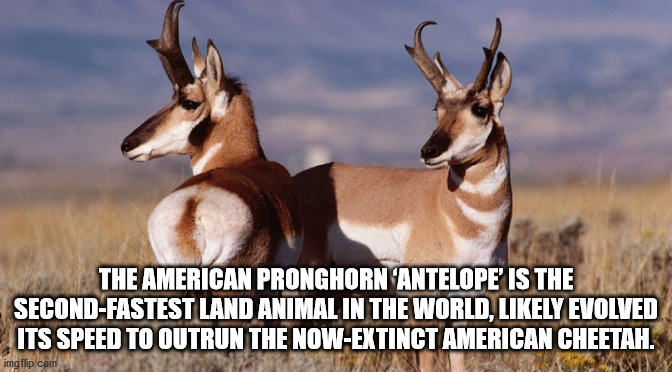 pronghorn antelope - The American Pronghorn Antelope Is The SecondFastest Land Animal In The World, ly Evolved Its Speed To Outrun The NowExtinct American Cheetah. Sen imgflip.com