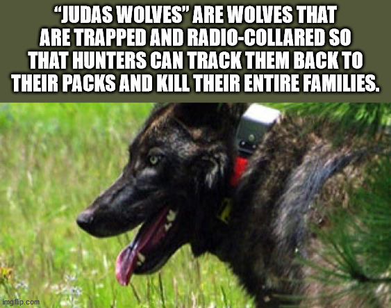 fauna - "Judas Wolves" Are Wolves That Are Trapped And RadioCollared So That Hunters Can Track Them Back To Their Packs And Kill Their Entire Families. imgflip.com