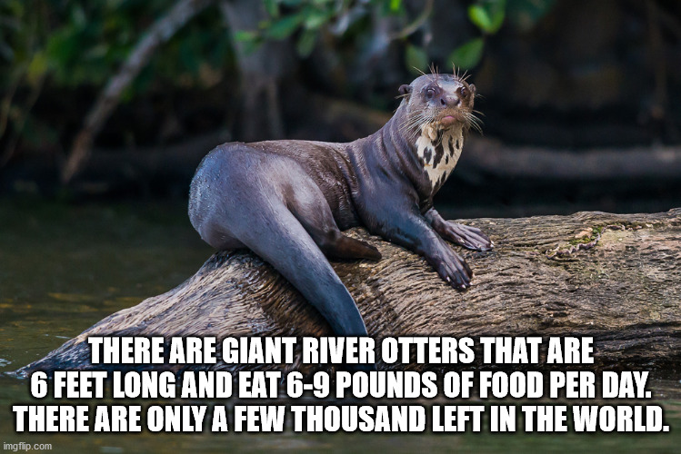 weirdest animals - There Are Giant River Otters That Are 6 Feet Long And Eat 69 Pounds Of Food Per Day. There Are Only A Few Thousand Left In The World. imgflip.com