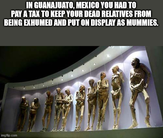 mummies from around the world - In Guanajuato, Mexico You Had To Pay A Tax To Keep Your Dead Relatives From Being Exhumed And Put On Display As Mummies. imgflip.com