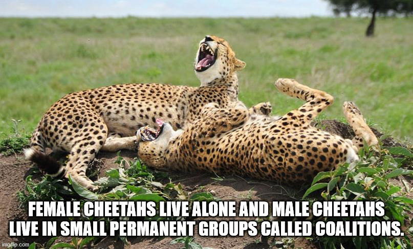 cheetah joke - Female Cheetahs Live Alone And Male Cheetahs Live In Small Permanent Groups Called Coalitions. imgflip.com