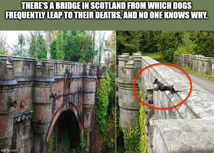 There'S A Bridge In Scotland From Which Dogs Frequently Leap To Their Deaths, And No One Knows Why. imgflip.com