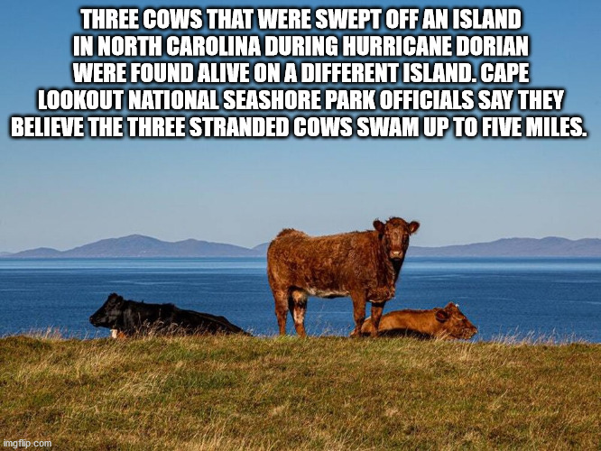 alpesh patel - Three Cows That Were Swept Off An Island In North Carolina During Hurricane Dorian Were Found Alive On A Different Island. Cape Lookout National Seashore Park Officials Say They Believe The Three Stranded Cows Swam Up To Five Miles. imgflip