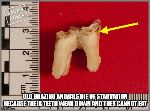 jaw - Jake'S Bones 3 cm Old Grazing Animals Die Of Starvation Because Their Teeth Wear Down And They Cannot Eat imgflip.com