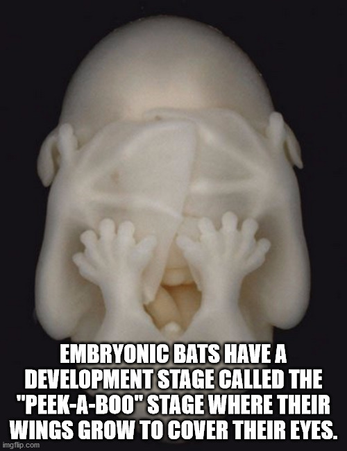 parade - Embryonic Bats Have A Development Stage Called The "PeekABoo" Stage Where Their Wings Grow To Cover Their Eyes. imgflip.com