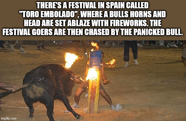 st. louis blues - There'S A Festival In Spain Called "Toro Embolado", Where A Bulls Horns And Head Are Set Ablaze With Fireworks. The Festival Goers Are Then Chased By The Panicked Bull. imgflip.com