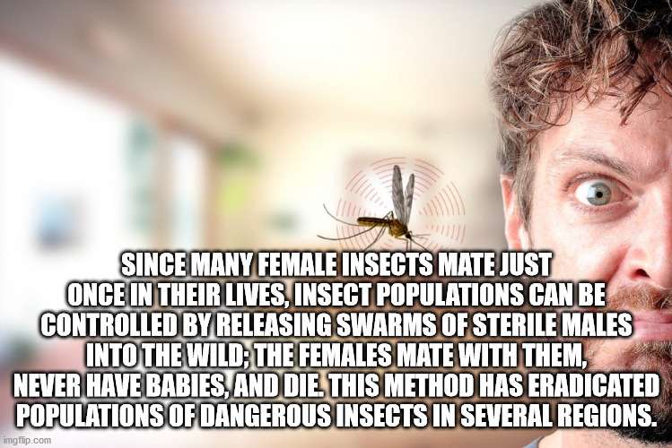 photo caption - Since Many Female Insects Mate Just Once In Their Lives, Insect Populations Can Be Controlled By Releasing Swarms Of Sterile Males Into The Wild; The Females Mate With Them, Never Have Babies, And Die. This Method Has Eradicated Population