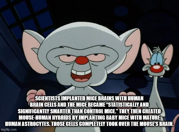 pinky and the brain world domination - Scientists Implanted Mice Brains With Human Brain Cells And The Mice Became Statistically And Significantly Smarter Than Control Mice" They Then Created MouseHuman Hybrids By Implanting Baby Mice With Mature Human As