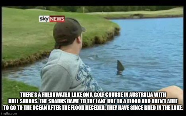 bull shark golf course - sky News There'S A Freshwater Lake On A Golf Course In Australia With Bull Sharks. The Sharks Came To The Lake Due To A Flood And Aren'T Able To Go To The Ocean After The Flood Receded. They Have Since Bred In The Lake. imgflip.co