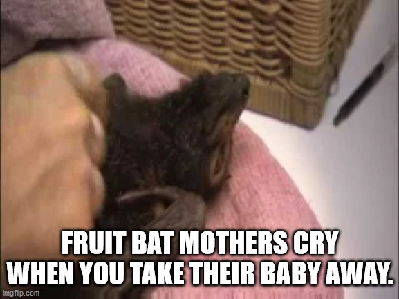 fauna - Fruit Bat Mothers Cry When You Take Their Baby Away. imgflip.com