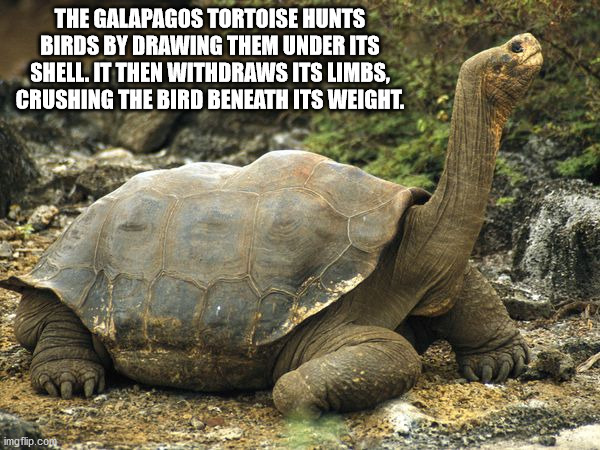 galapagos tortoise - The Galapagos Tortoise Hunts Birds By Drawing Them Under Its Shell. It Then Withdraws Its Limbs, Crushing The Bird Beneath Its Weight. imgflip.com