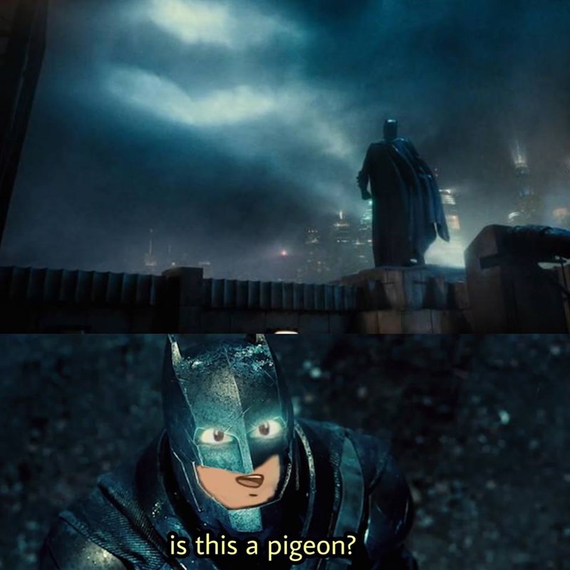 Batman - is this a pigeon?