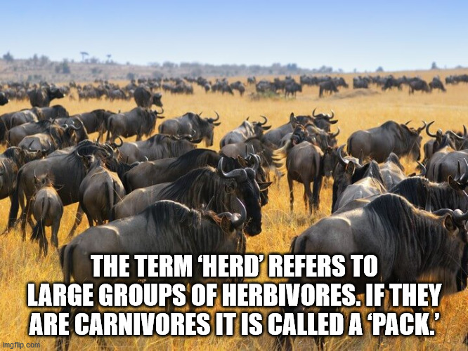 wild beast migration - The Term 'Herd' Refers To Large Groups Of Herbivores. If They Are Carnivores It Is Called A Pack.' imgflip.com
