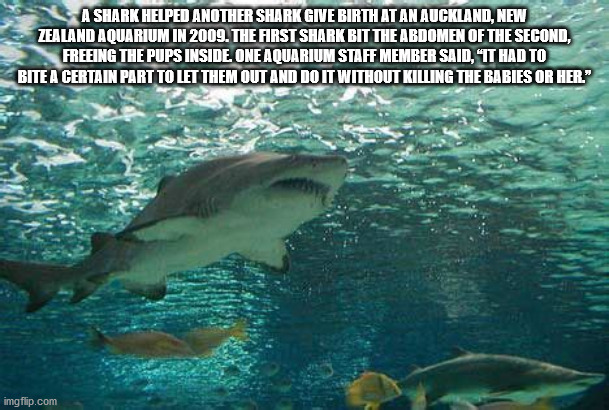 fauna - A Shark Helped Another Shark Give Birth At An Auckland, New Zealand Aquarium In 2009. The First Shark Bit The Abdomen Of The Second, Freeing The Pups Inside One Aquarium Staff Member Said, It Had To Bite A Certain Part To Let Them Out And Do It Wi