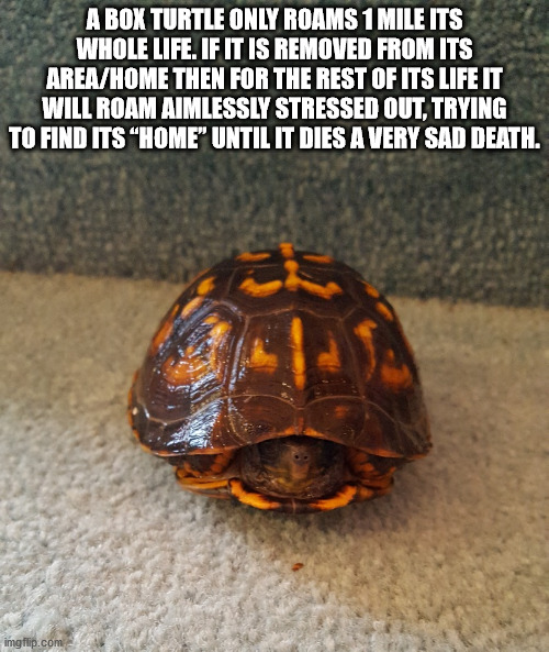 tortoise - A Box Turtle Only Roams 1 Mile Its Whole Life. If It Is Removed From Its AreaHome Then For The Rest Of Its Life It Will Roam Aimlessly Stressed Out, Trying To Find Its "Home" Until It Dies A Very Sad Death. imgflip.com