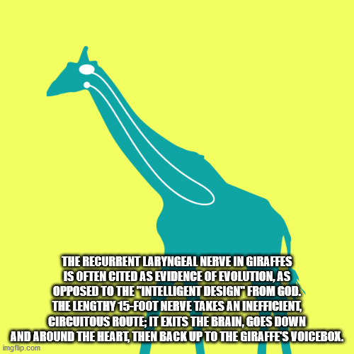 giraffe - The Recurrent Laryngeal Nerve In Giraffes Is Often Cited As Evidence Of Evolution, As Opposed To The "Intelligent Design From God. The Lengthy 15Foot Nerve Takes An Inefficient, Circuitous Route; It Exits The Brain, Goes Down And Around The Hear