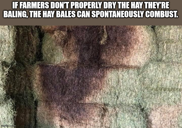 here we see a female - If Farmers Don'T Properly Dry The Hay They'Re Baling, The Hay Bales Can Spontaneously Combust. imgflip.com