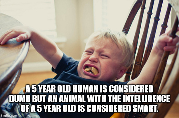 child tantrum - A5 Year Old Human Is Considered Dumb But An Animal With The Intelligence Of A 5 Year Old Is Considered Smart. imgflip.com