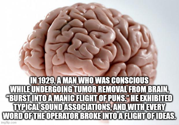 Some More Fun Facts to Slip Into Your Brain-Folds