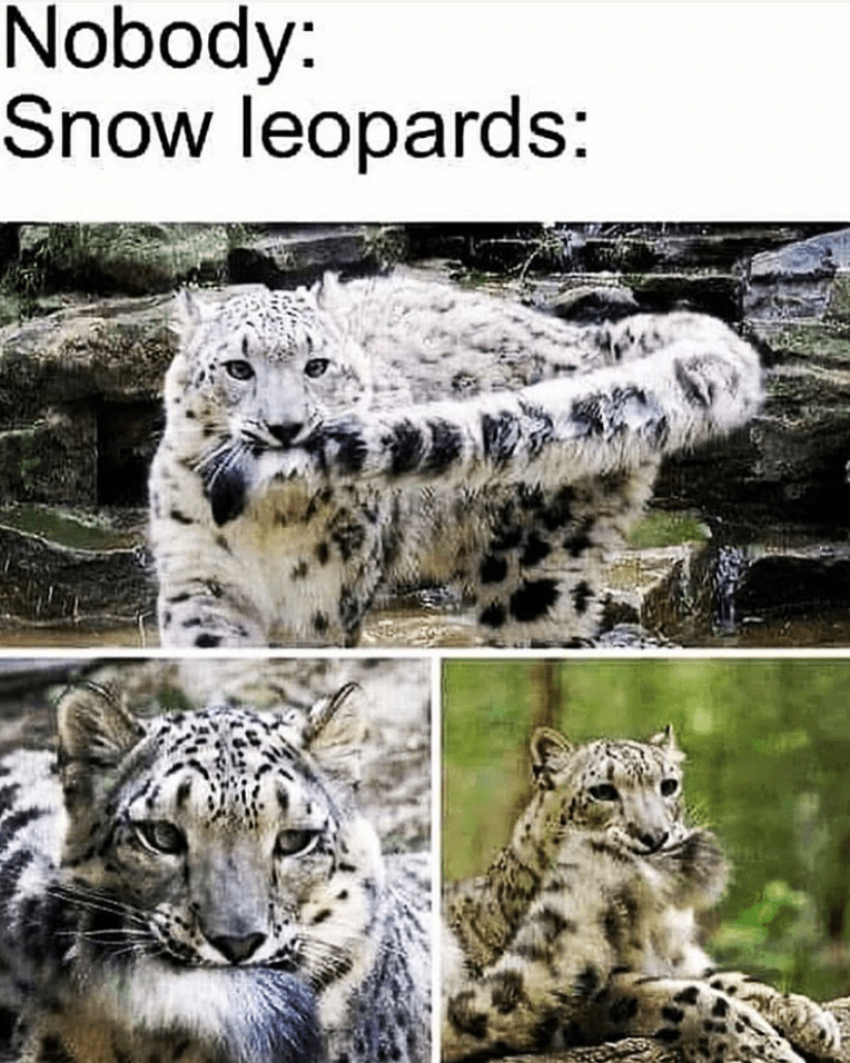 snow leopard funny - Nobody Snow leopards